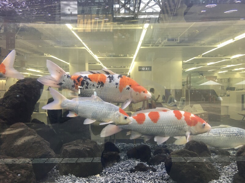 市のお魚 ≪錦鯉≫ - アオーレ長岡