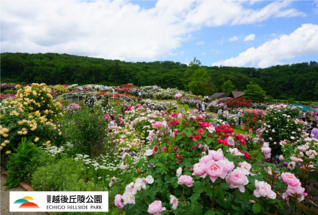 国営越後丘陵公園 ながおか香りのばら園出張展示